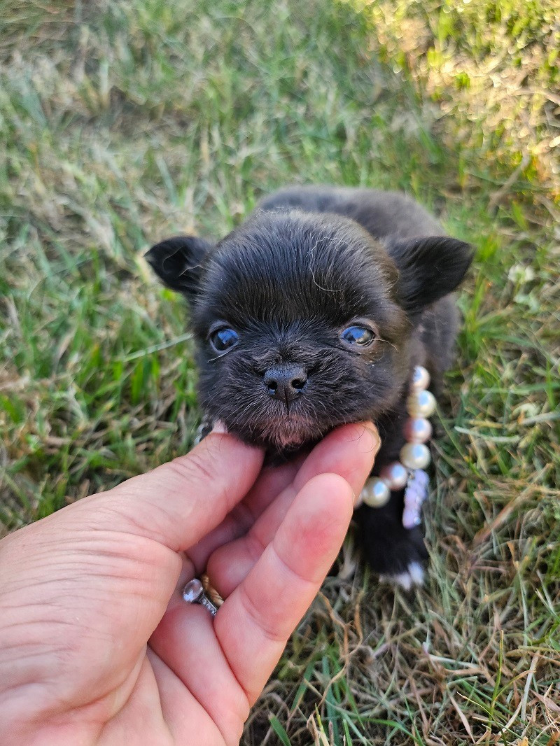 Du Hameau De Selcra - Chiots disponibles - Chihuahua