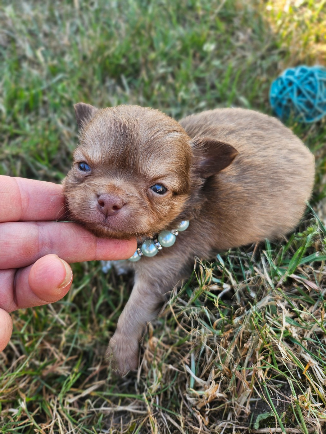 Du Hameau De Selcra - Chiots disponibles - Chihuahua