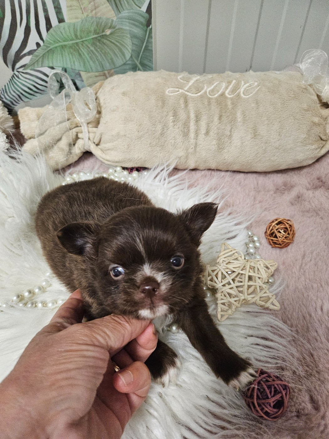 Du Hameau De Selcra - Chiots disponibles - Chihuahua