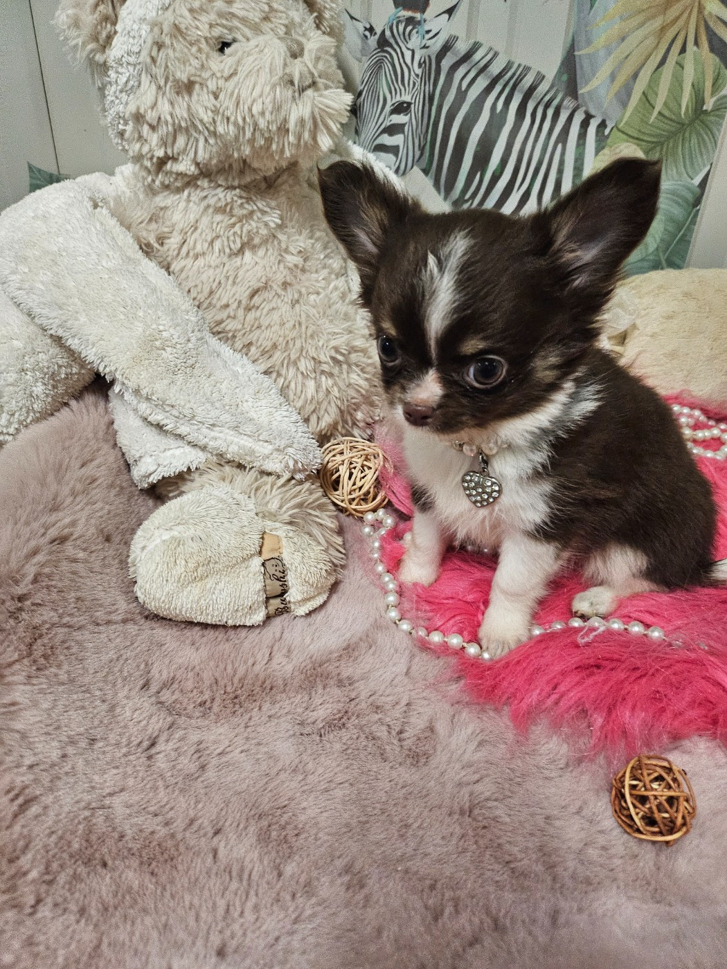 Du Hameau De Selcra - Chiots disponibles - Chihuahua