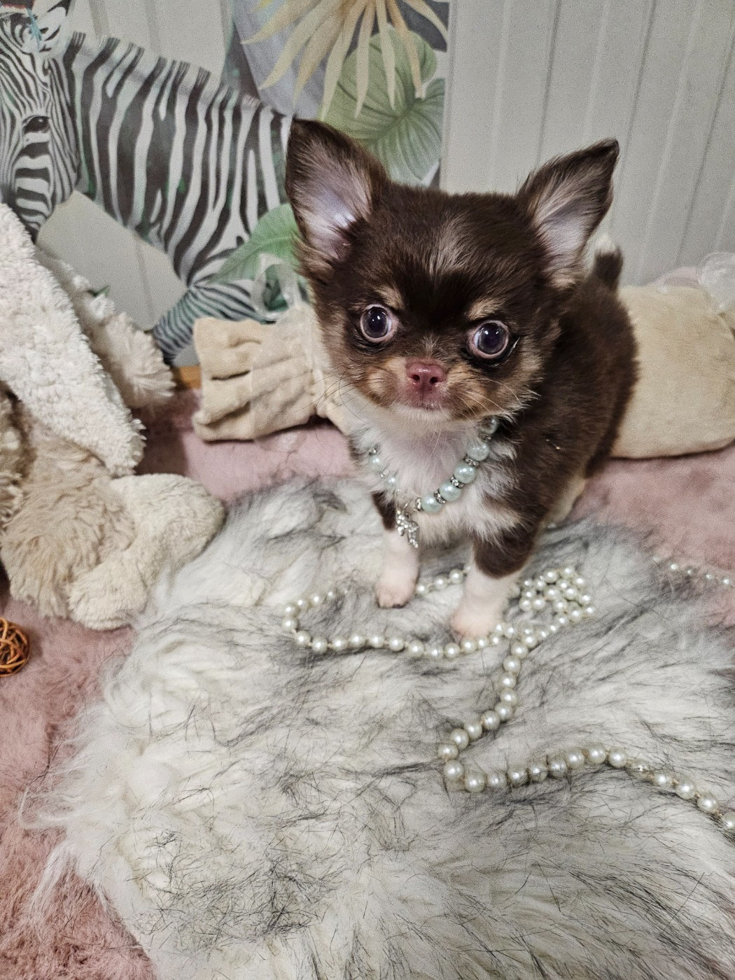 Du Hameau De Selcra - Chiots disponibles - Chihuahua