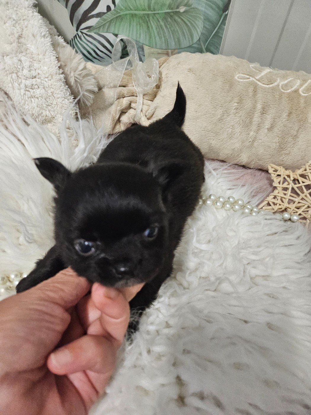 Du Hameau De Selcra - Chiots disponibles - Chihuahua