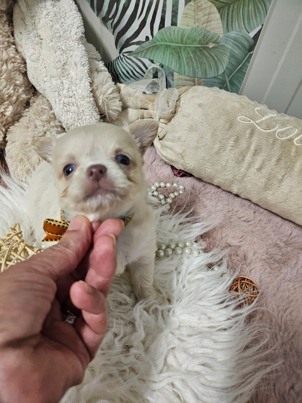 Du Hameau De Selcra - Chiots disponibles - Chihuahua