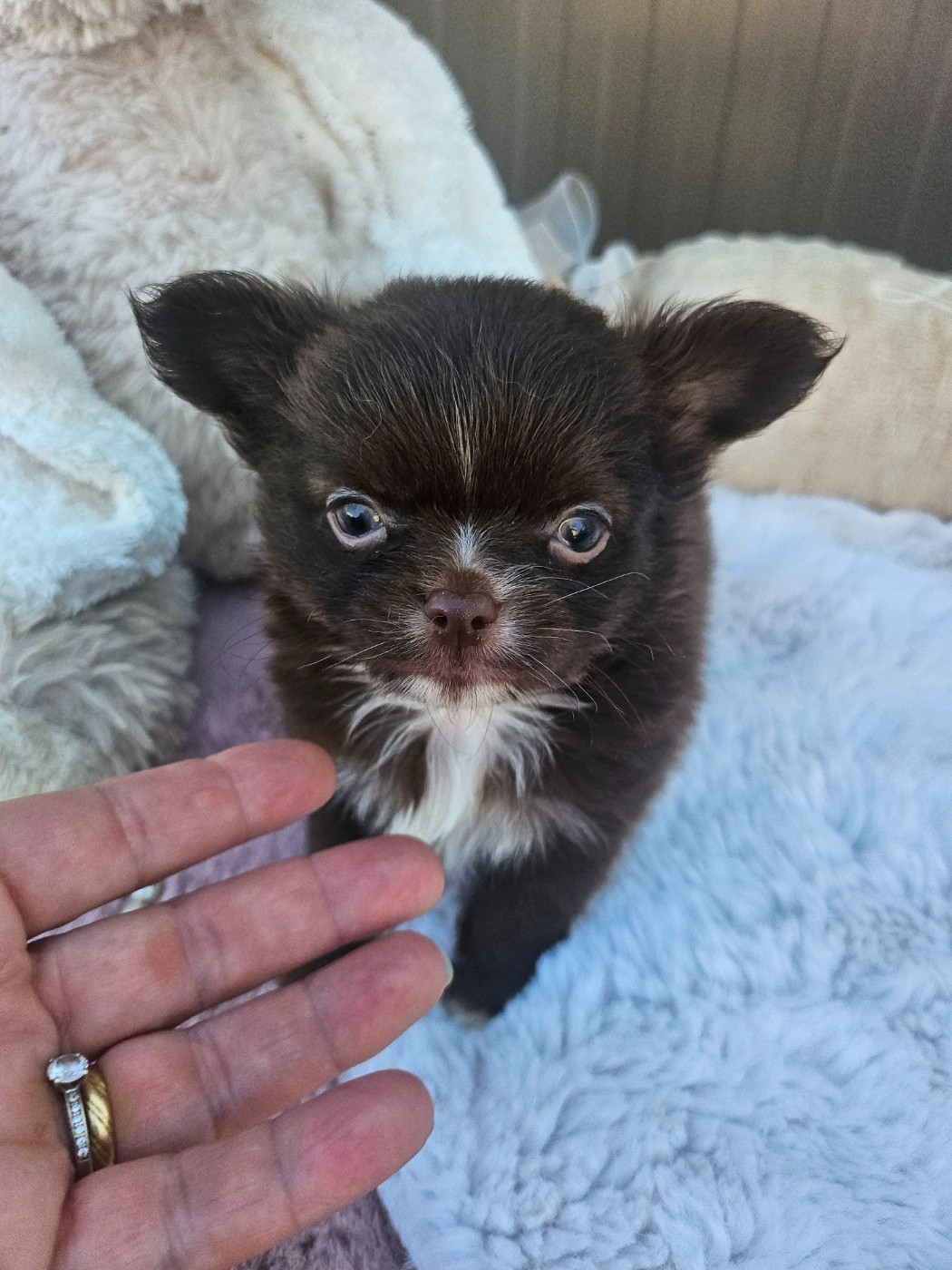 Du Hameau De Selcra - Chiots disponibles - Chihuahua