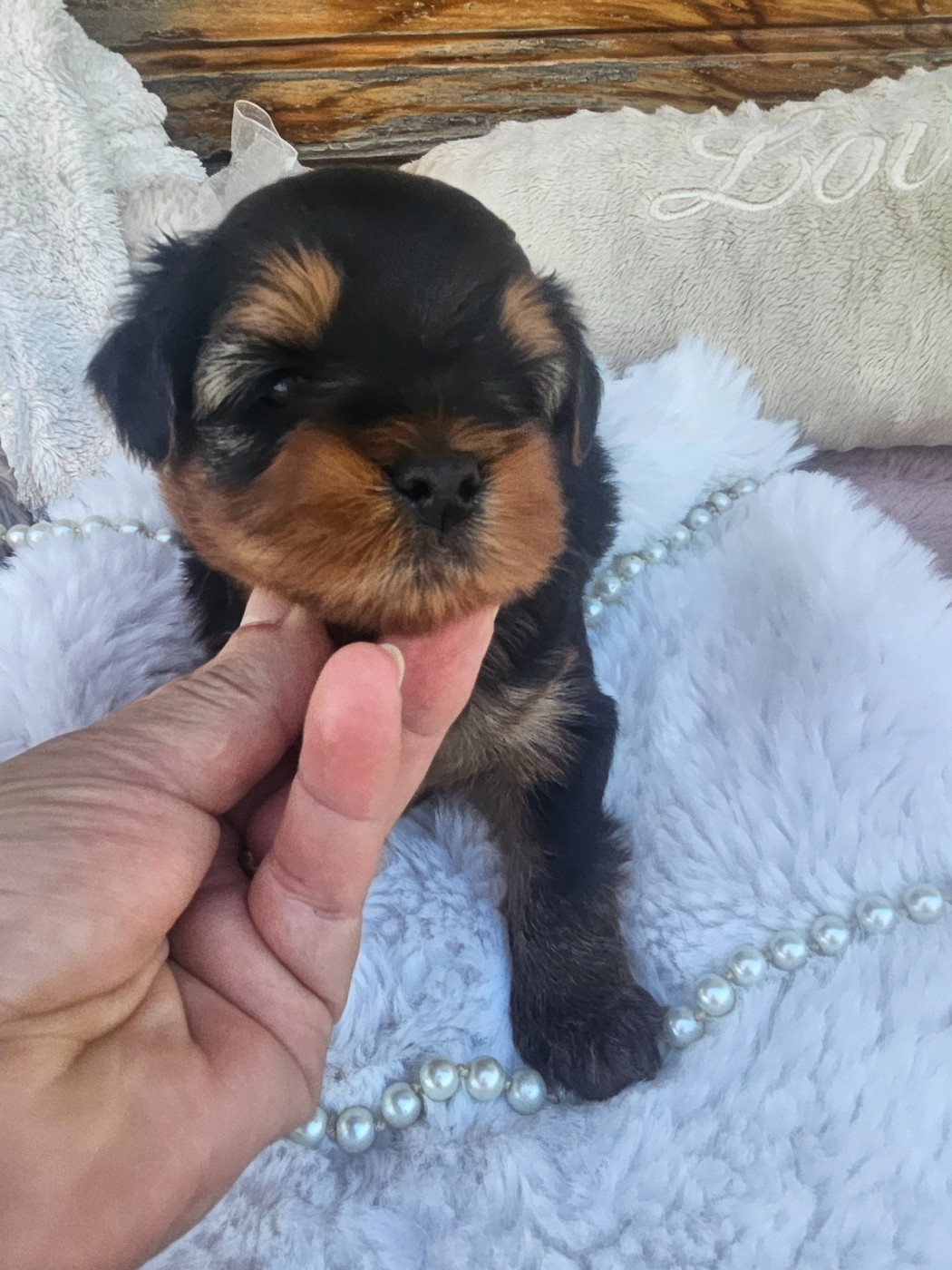 Du Hameau De Selcra - Chiots disponibles - Yorkshire Terrier
