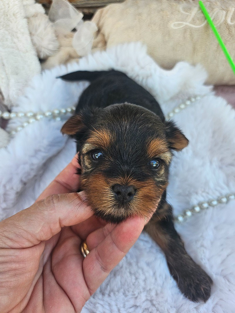 Du Hameau De Selcra - Chiots disponibles - Yorkshire Terrier