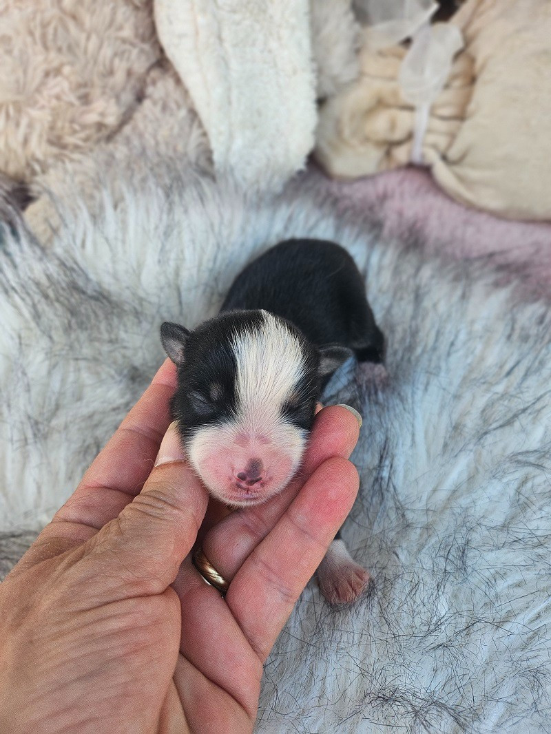 Du Hameau De Selcra - Chiots disponibles - Berger Américain Miniature 