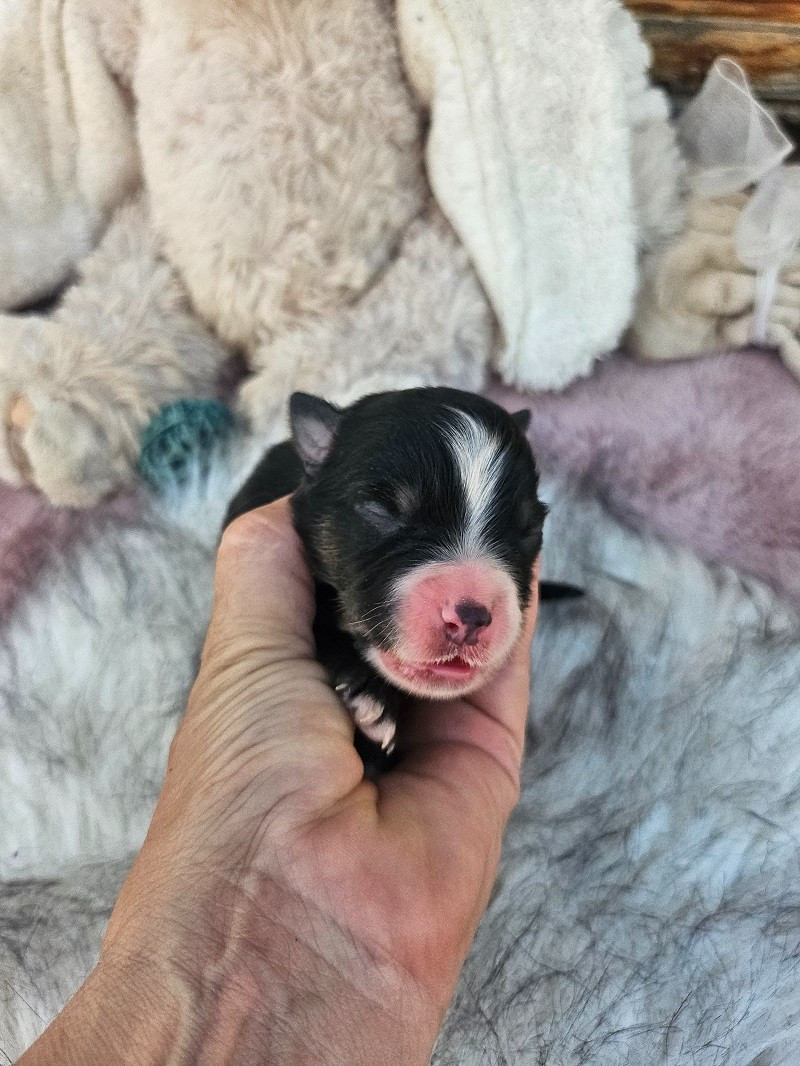 Du Hameau De Selcra - Chiots disponibles - Berger Américain Miniature 
