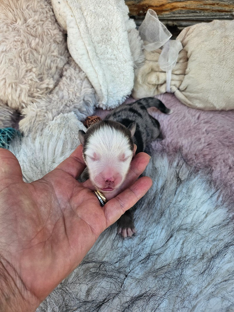 Du Hameau De Selcra - Chiots disponibles - Berger Américain Miniature 