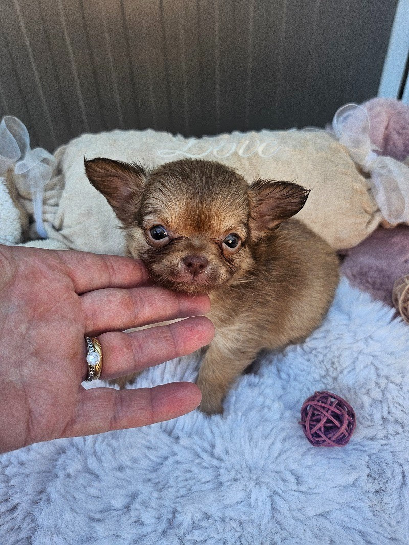 Du Hameau De Selcra - Chiots disponibles - Chihuahua