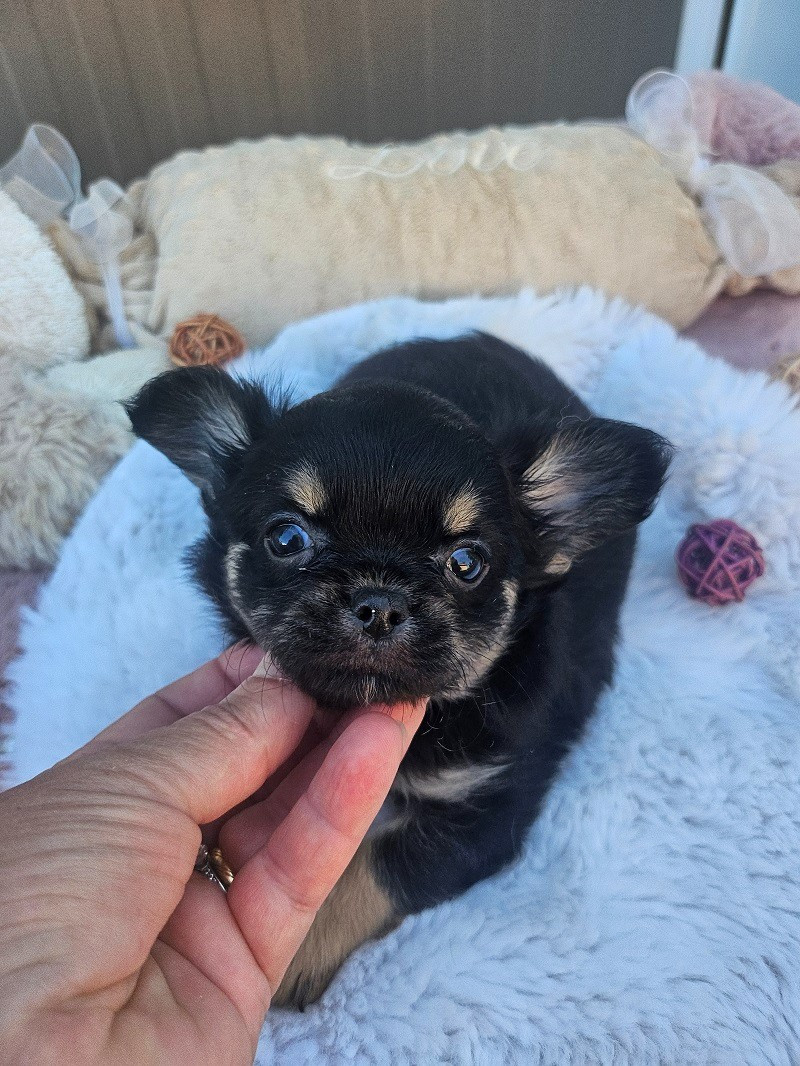 Du Hameau De Selcra - Chiots disponibles - Chihuahua