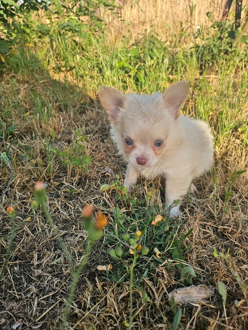 Du Hameau De Selcra - Chiots disponibles - Chihuahua