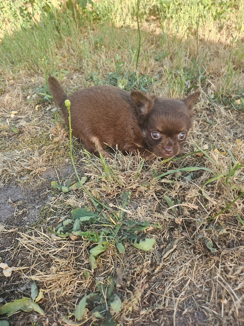 Du Hameau De Selcra - Chiots disponibles - Chihuahua