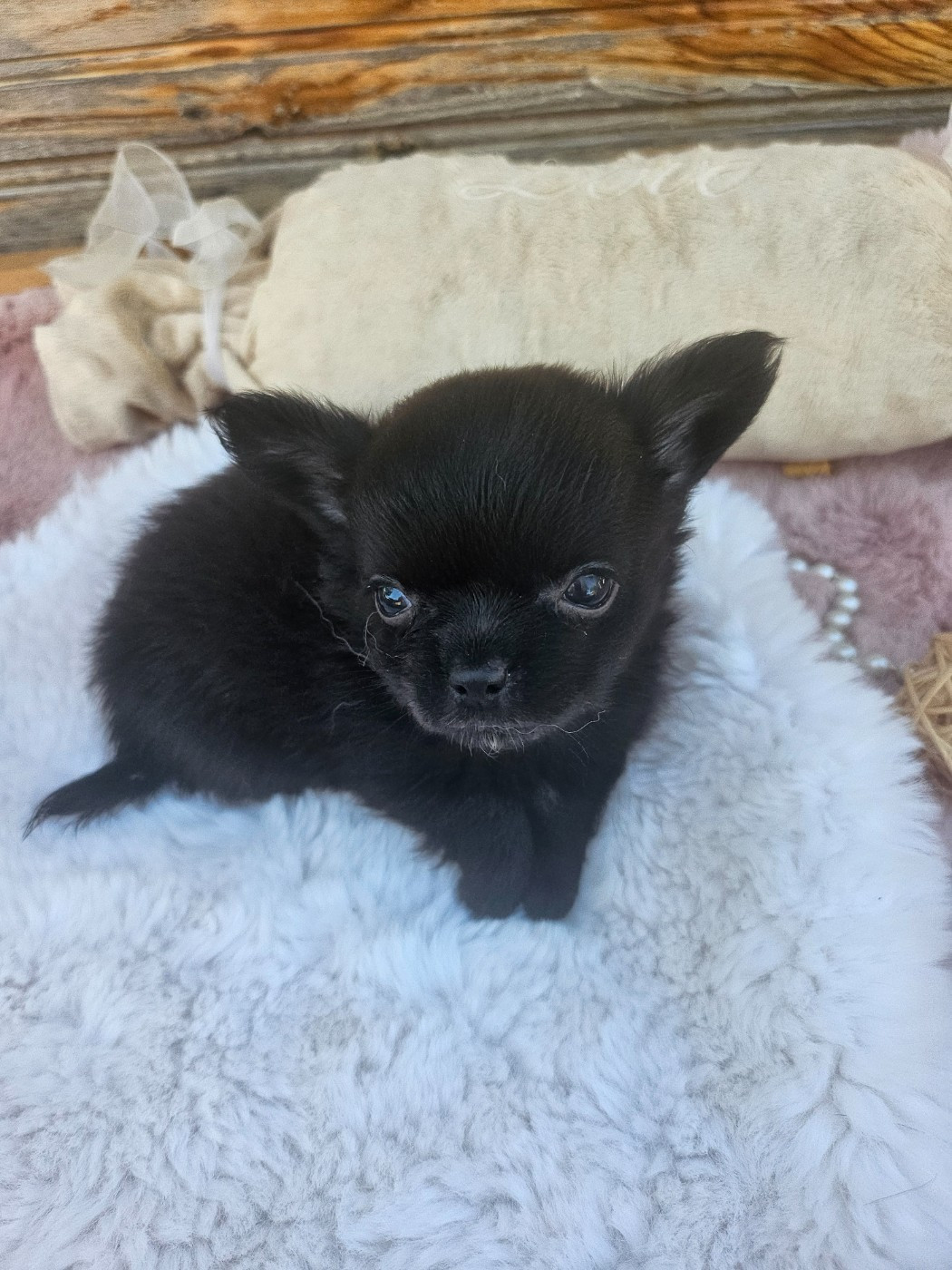 Du Hameau De Selcra - Chiots disponibles - Chihuahua