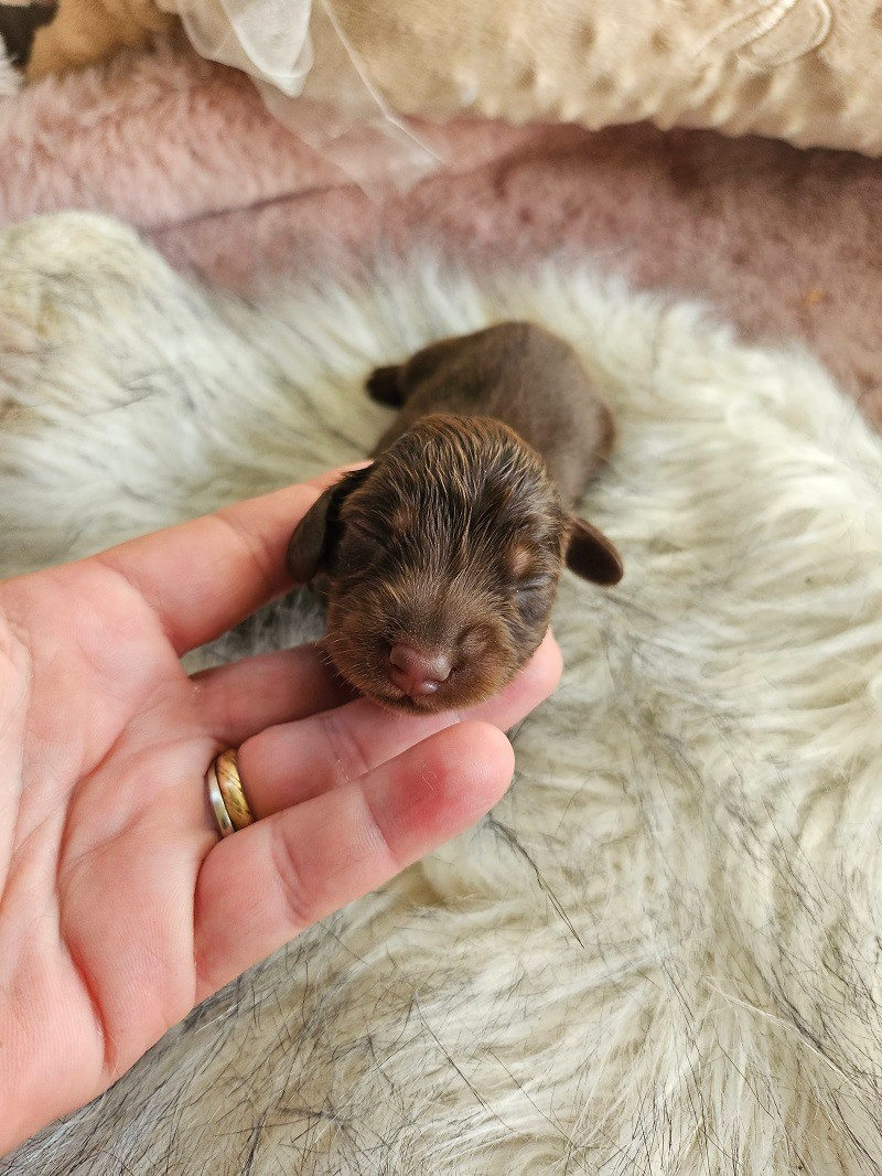Du Hameau De Selcra - Chiots disponibles - Teckel poil long