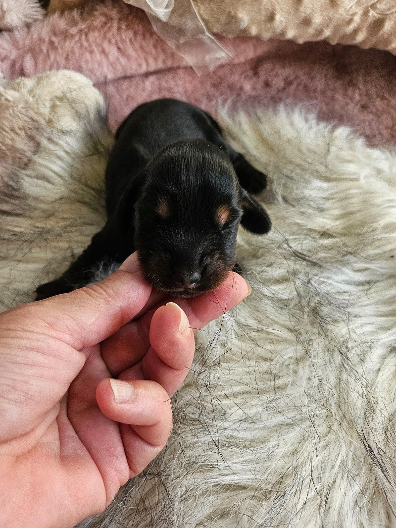 Du Hameau De Selcra - Chiots disponibles - Teckel poil long