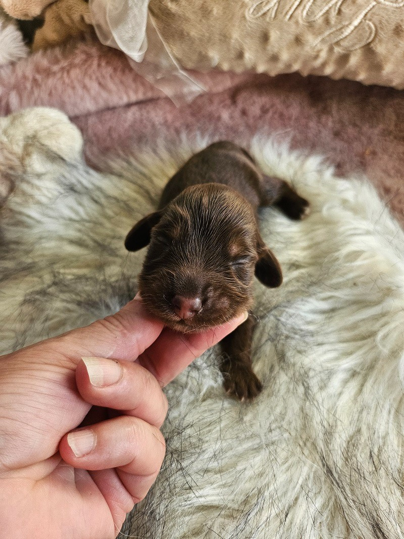Du Hameau De Selcra - Chiots disponibles - Teckel poil long