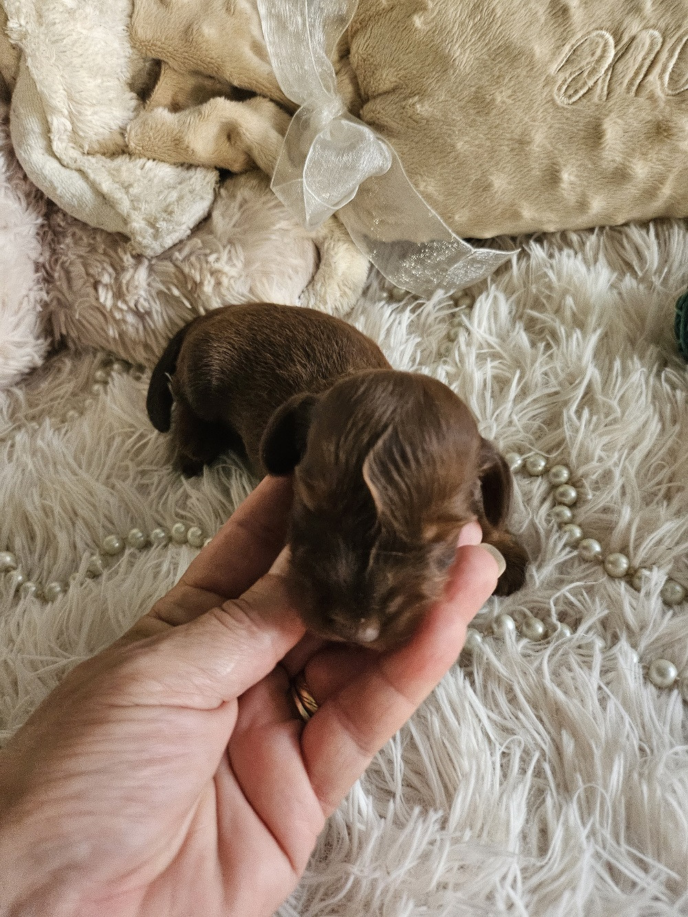 Du Hameau De Selcra - Chiots disponibles - Teckel poil long