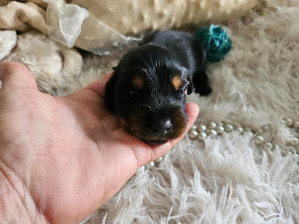 Du Hameau De Selcra - Chiots disponibles - Teckel poil long