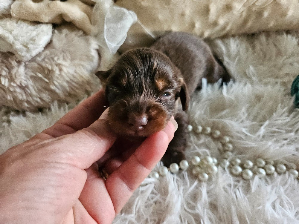 Du Hameau De Selcra - Chiots disponibles - Teckel poil long