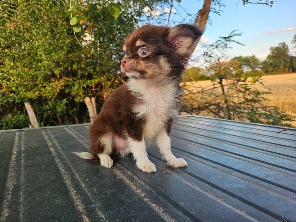 Du Hameau De Selcra - Chiots disponibles - Chihuahua