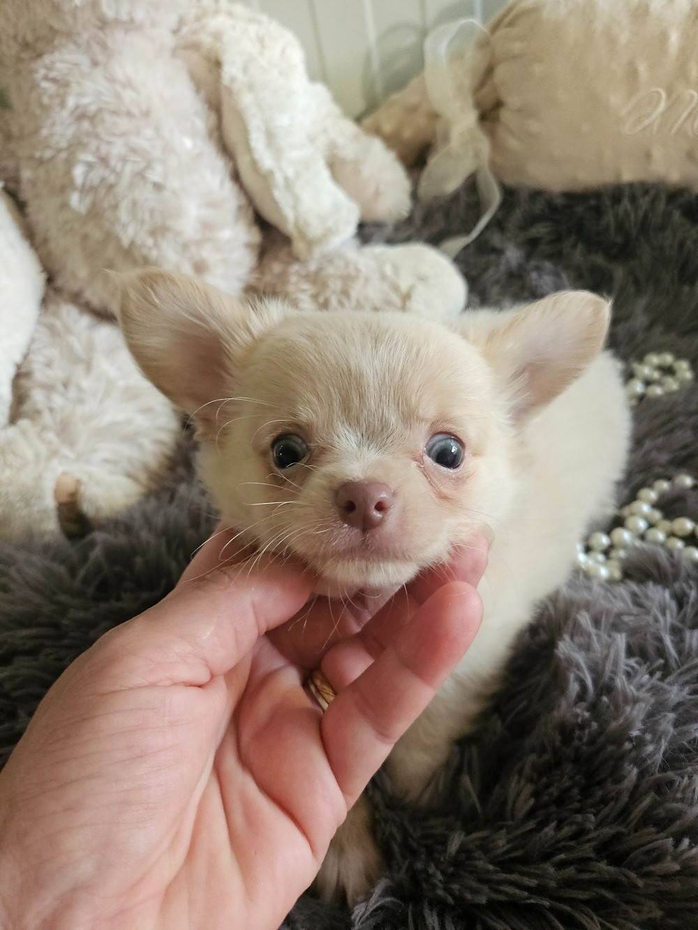 Du Hameau De Selcra - Chiots disponibles - Chihuahua