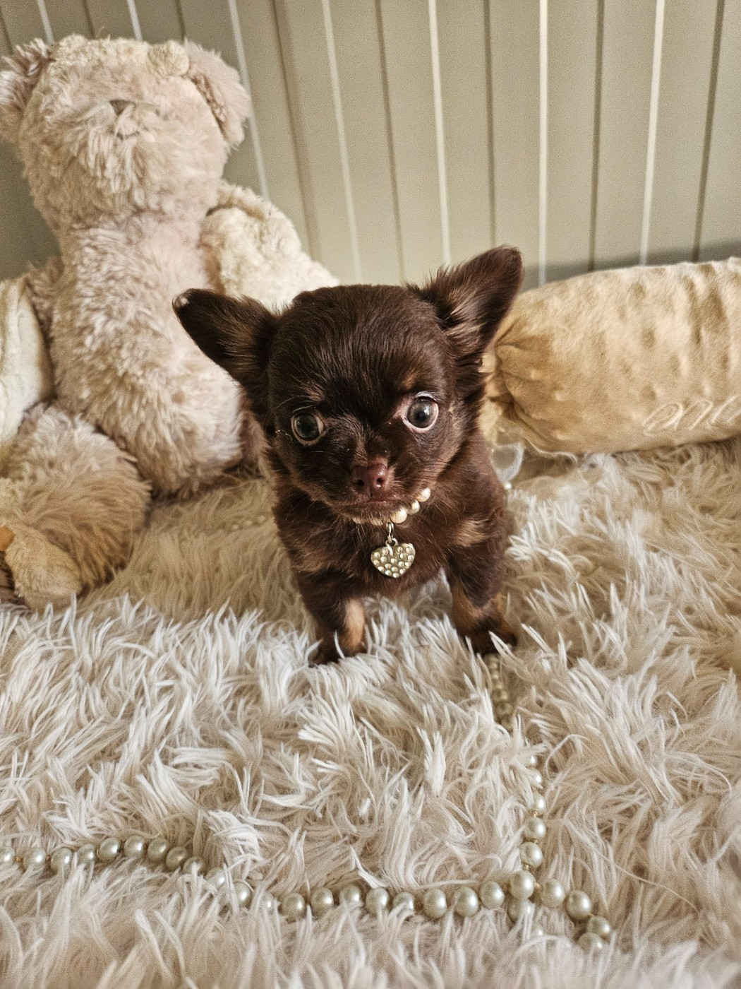 Du Hameau De Selcra - Chiots disponibles - Chihuahua