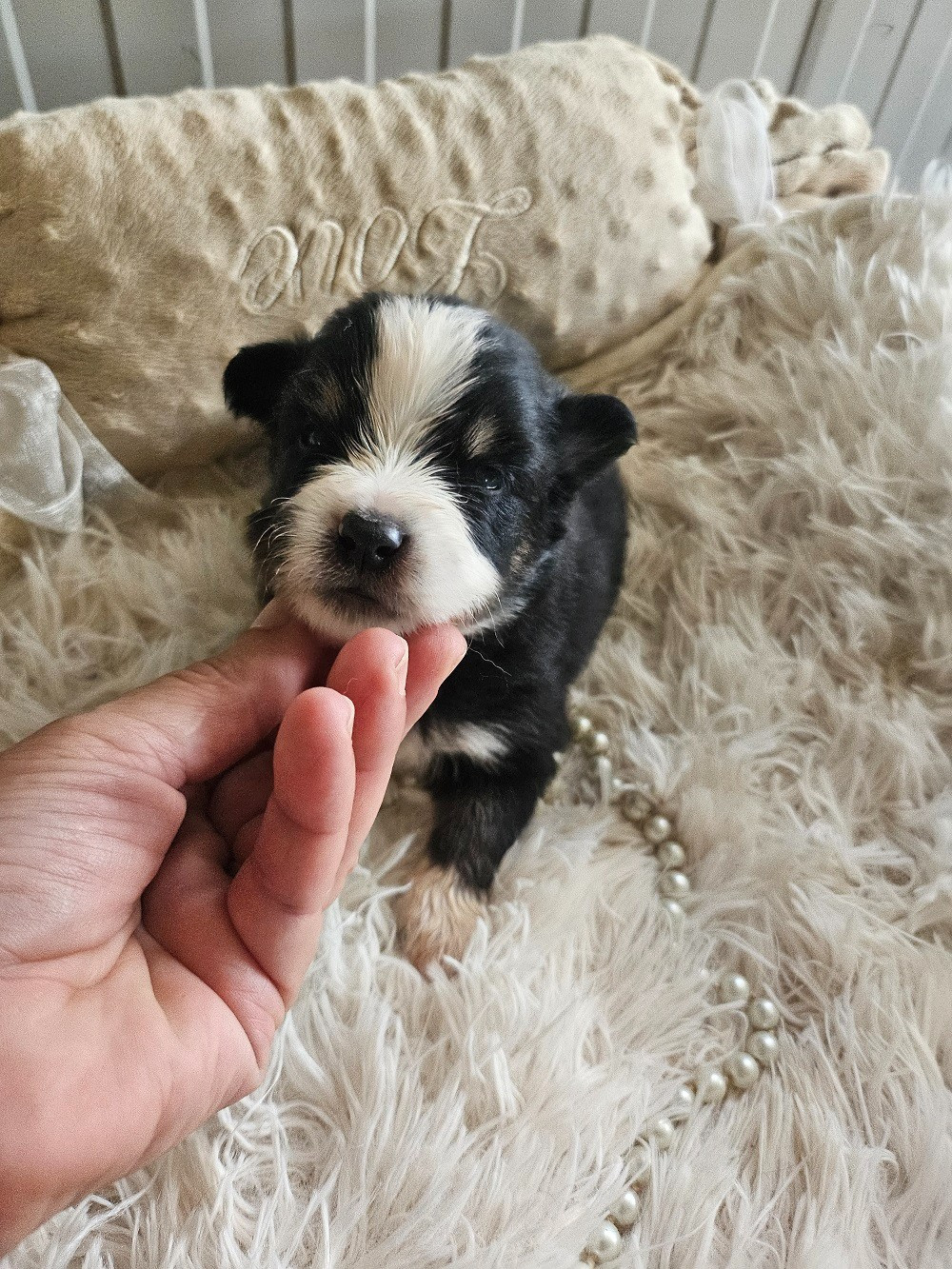 Du Hameau De Selcra - Chiots disponibles - Berger Américain Miniature 
