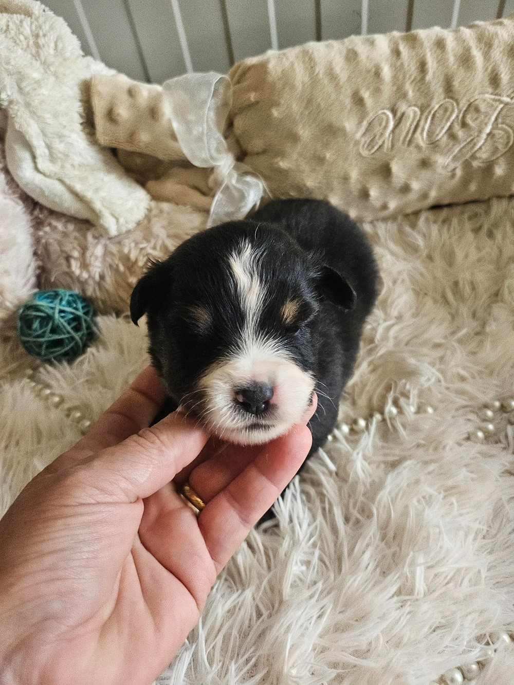 Du Hameau De Selcra - Chiots disponibles - Berger Américain Miniature 