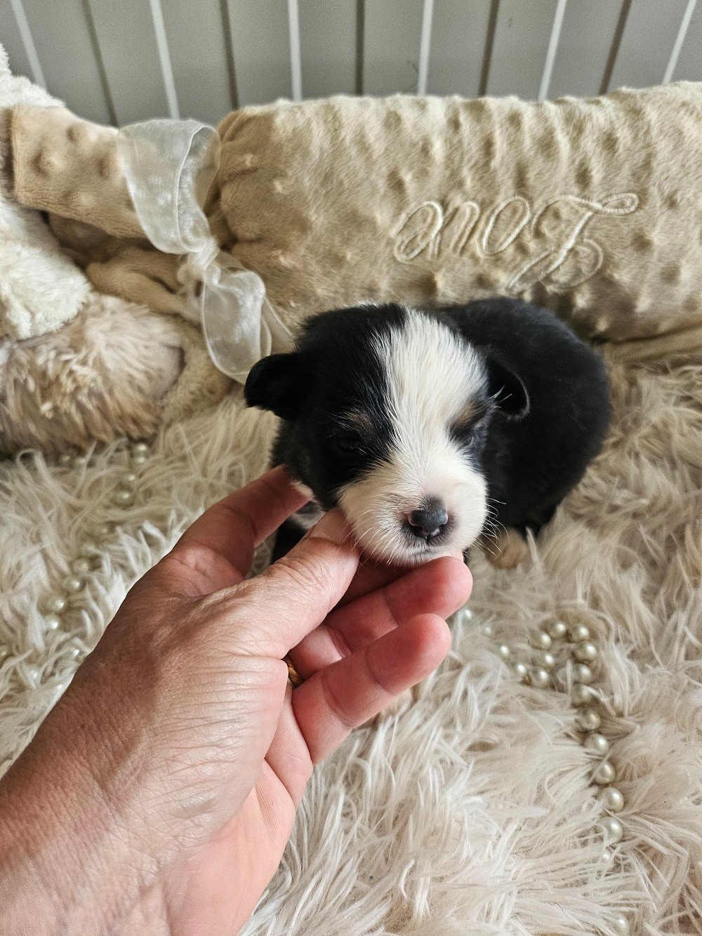 Du Hameau De Selcra - Chiots disponibles - Berger Américain Miniature 