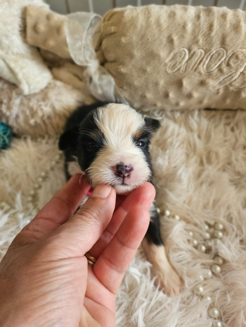 Du Hameau De Selcra - Chiots disponibles - Berger Américain Miniature 