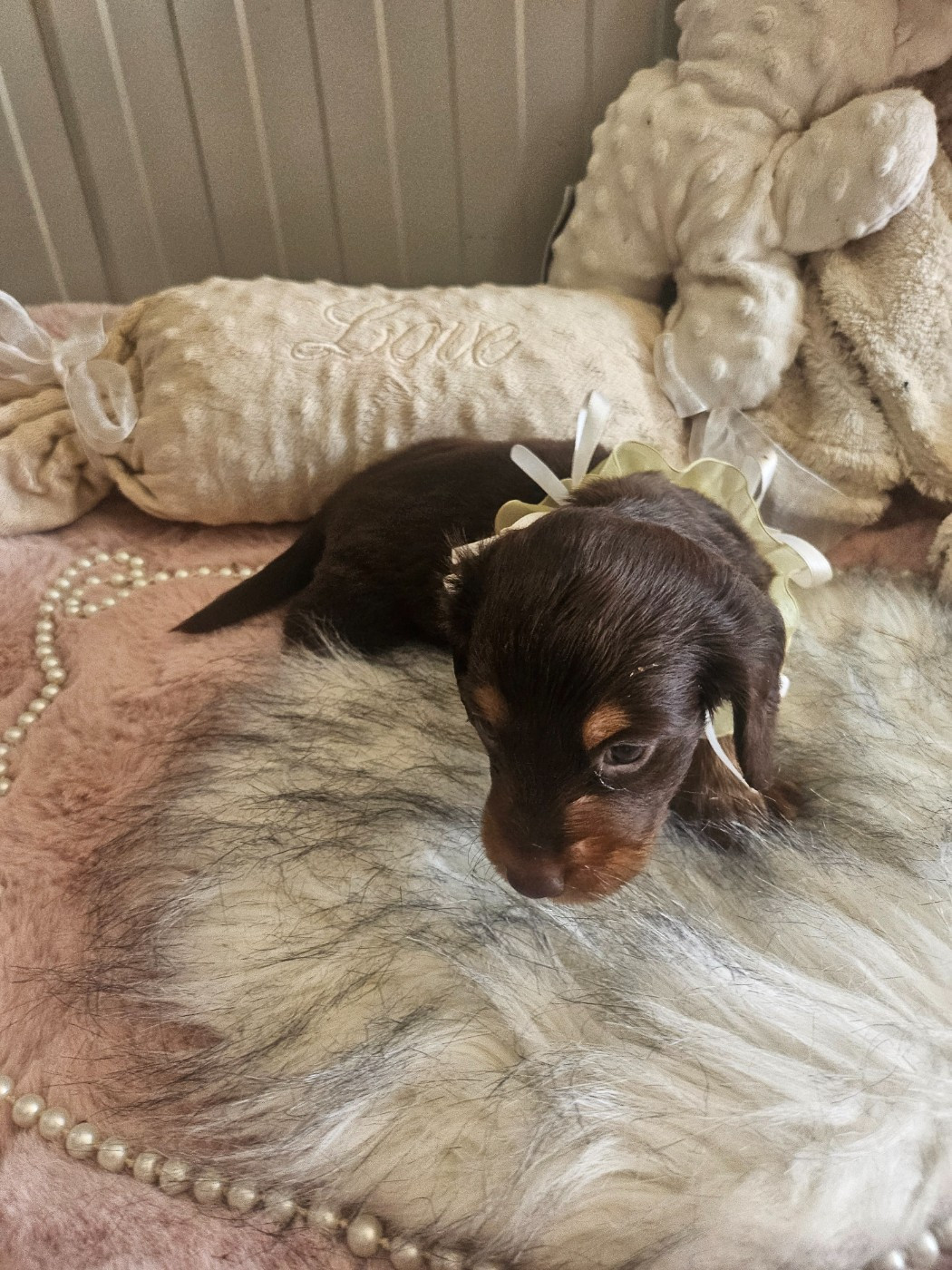 Du Hameau De Selcra - Chiots disponibles - Teckel poil long