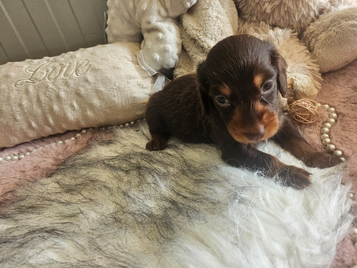 Du Hameau De Selcra - Chiots disponibles - Teckel poil long