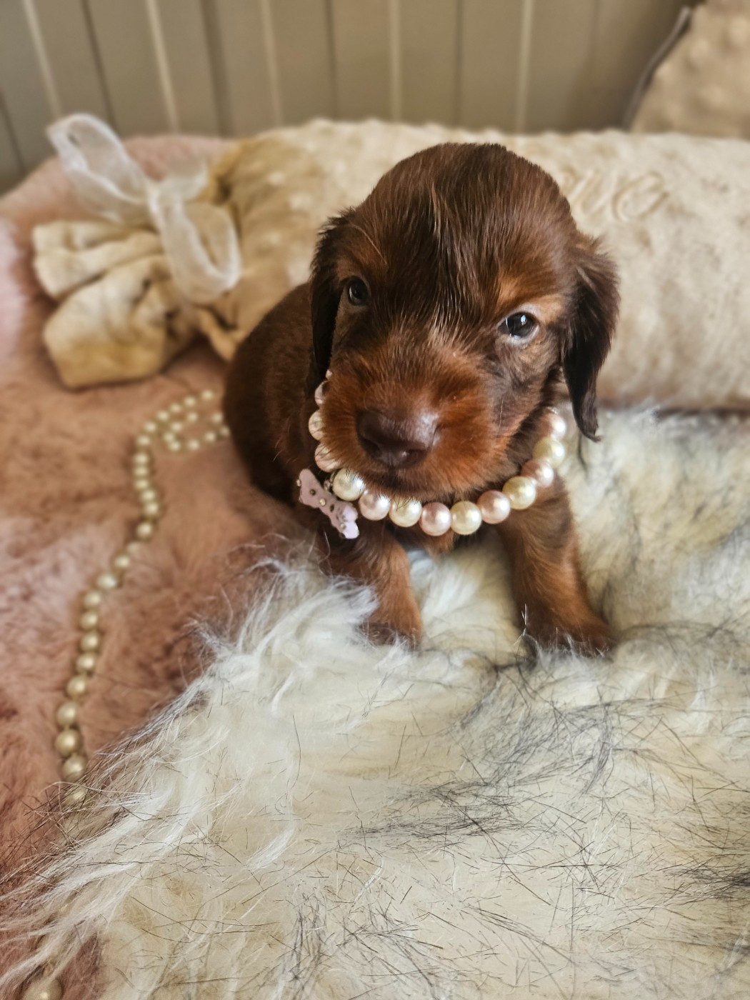 Du Hameau De Selcra - Chiots disponibles - Teckel poil long