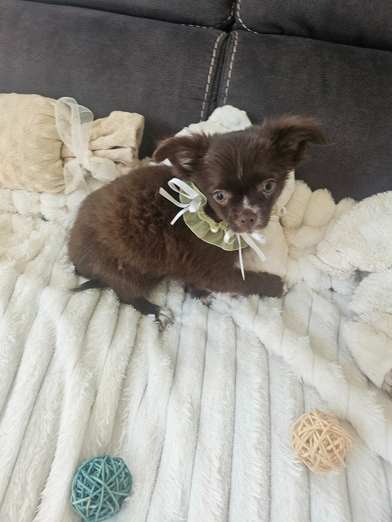 Du Hameau De Selcra - Chiots disponibles - Chihuahua