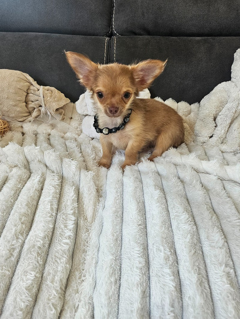 Du Hameau De Selcra - Chiots disponibles - Chihuahua