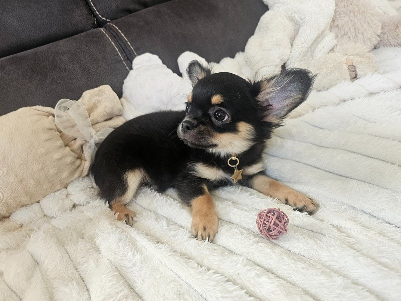Du Hameau De Selcra - Chiots disponibles - Chihuahua