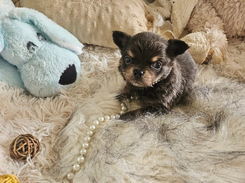 Du Hameau De Selcra - Chiots disponibles - Chihuahua