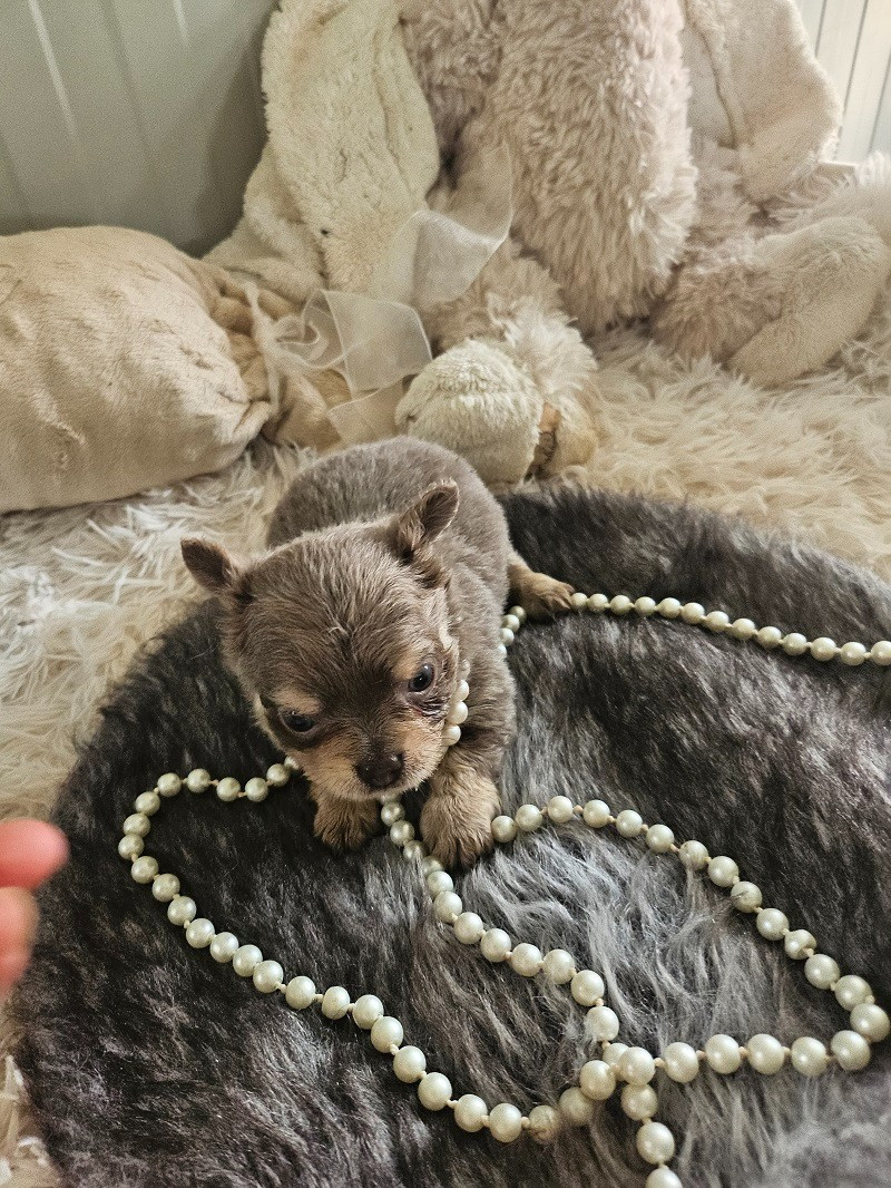 Du Hameau De Selcra - Chiots disponibles - Chihuahua