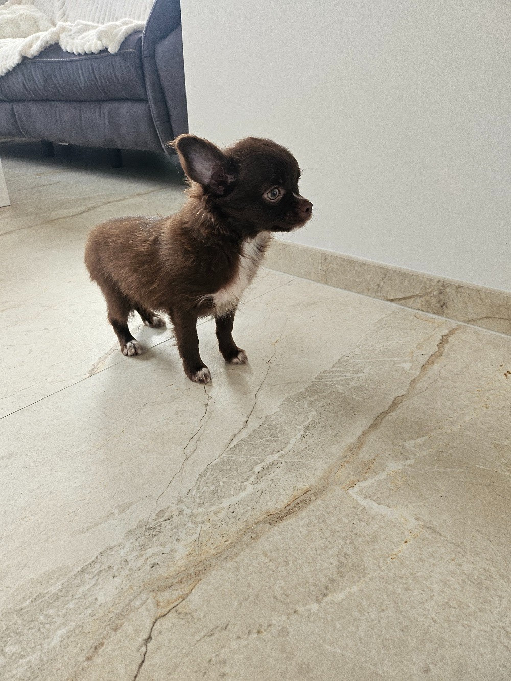 Du Hameau De Selcra - Chiots disponibles - Chihuahua