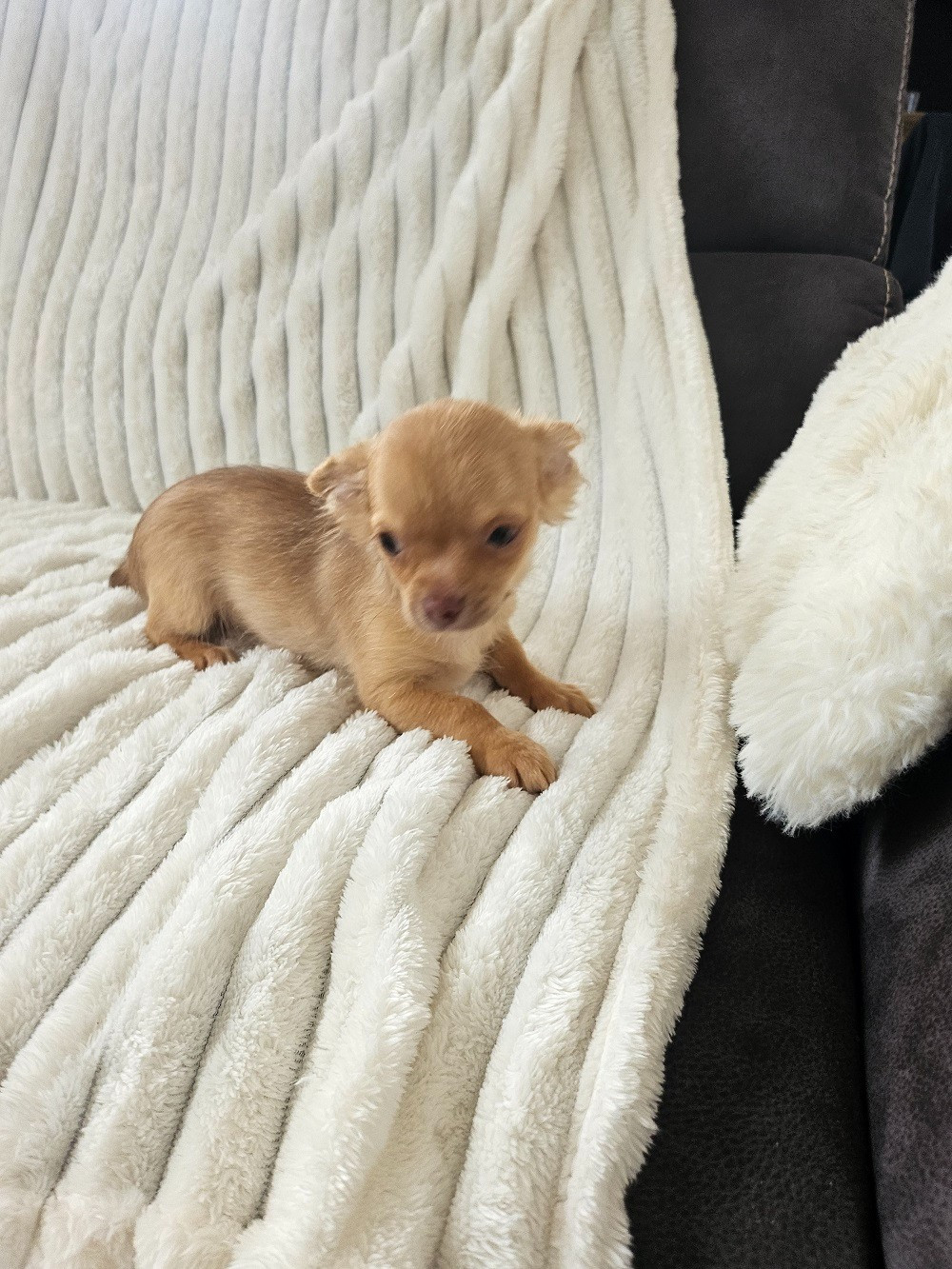 Du Hameau De Selcra - Chiots disponibles - Chihuahua