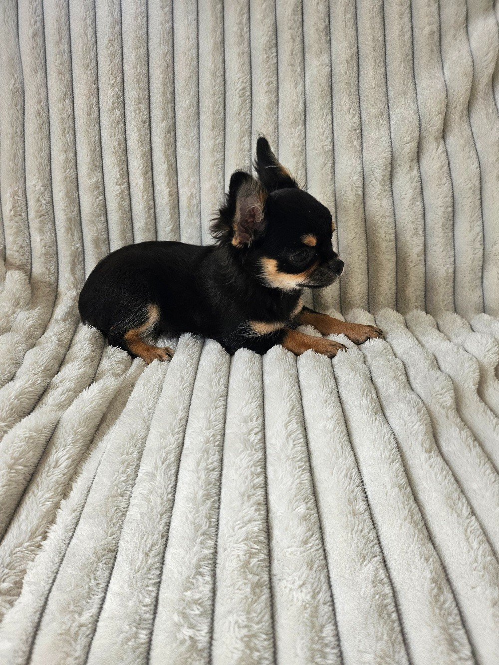 Du Hameau De Selcra - Chiots disponibles - Chihuahua