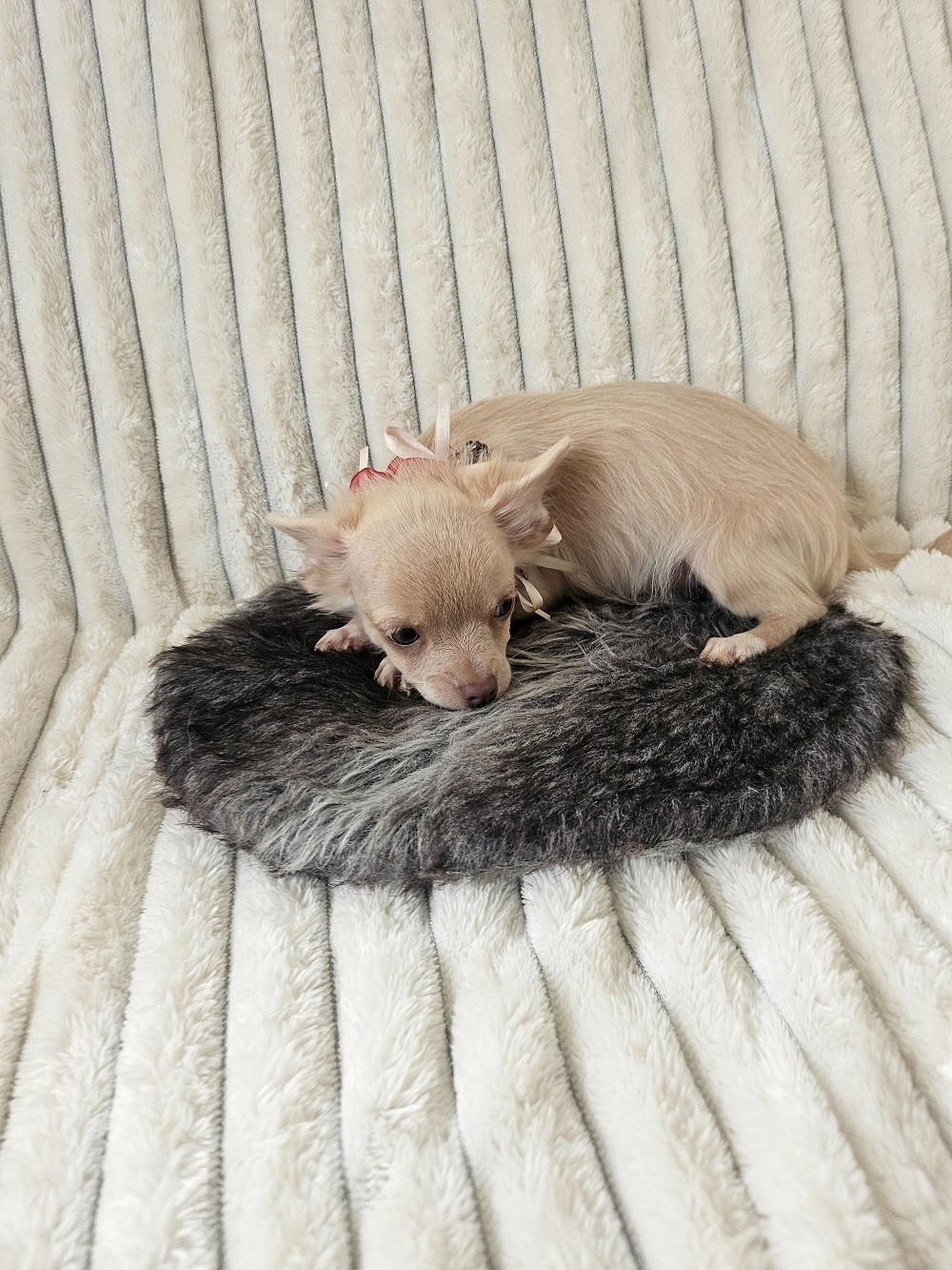 Du Hameau De Selcra - Chiots disponibles - Chihuahua
