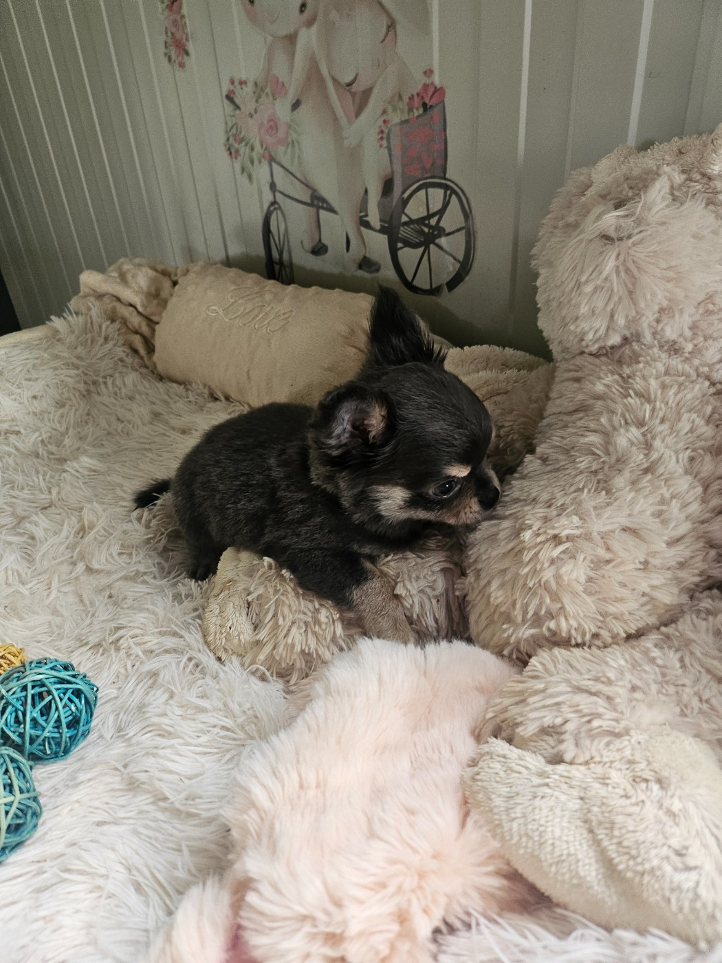 Du Hameau De Selcra - Chiots disponibles - Chihuahua