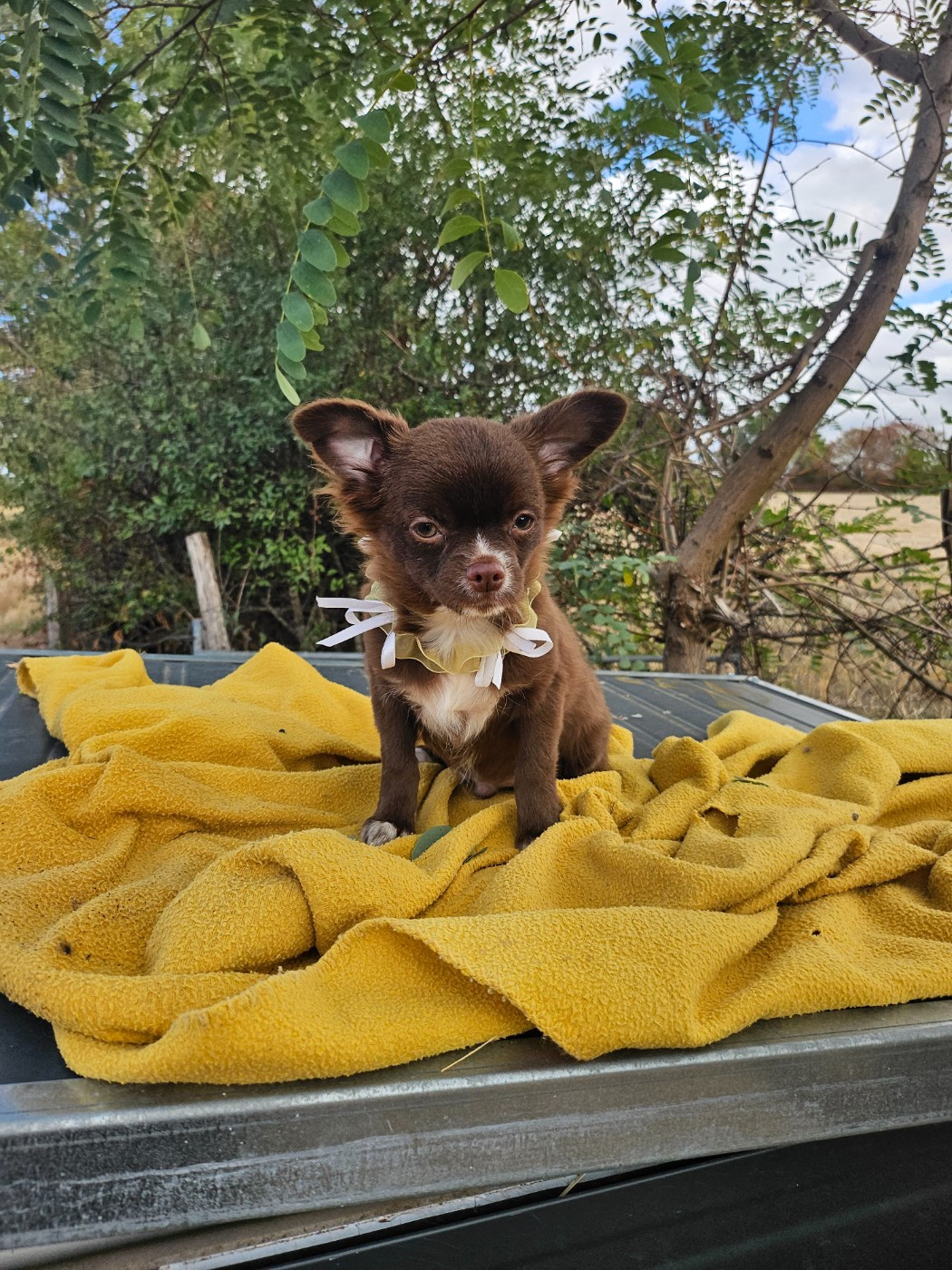 Du Hameau De Selcra - Chiots disponibles - Chihuahua