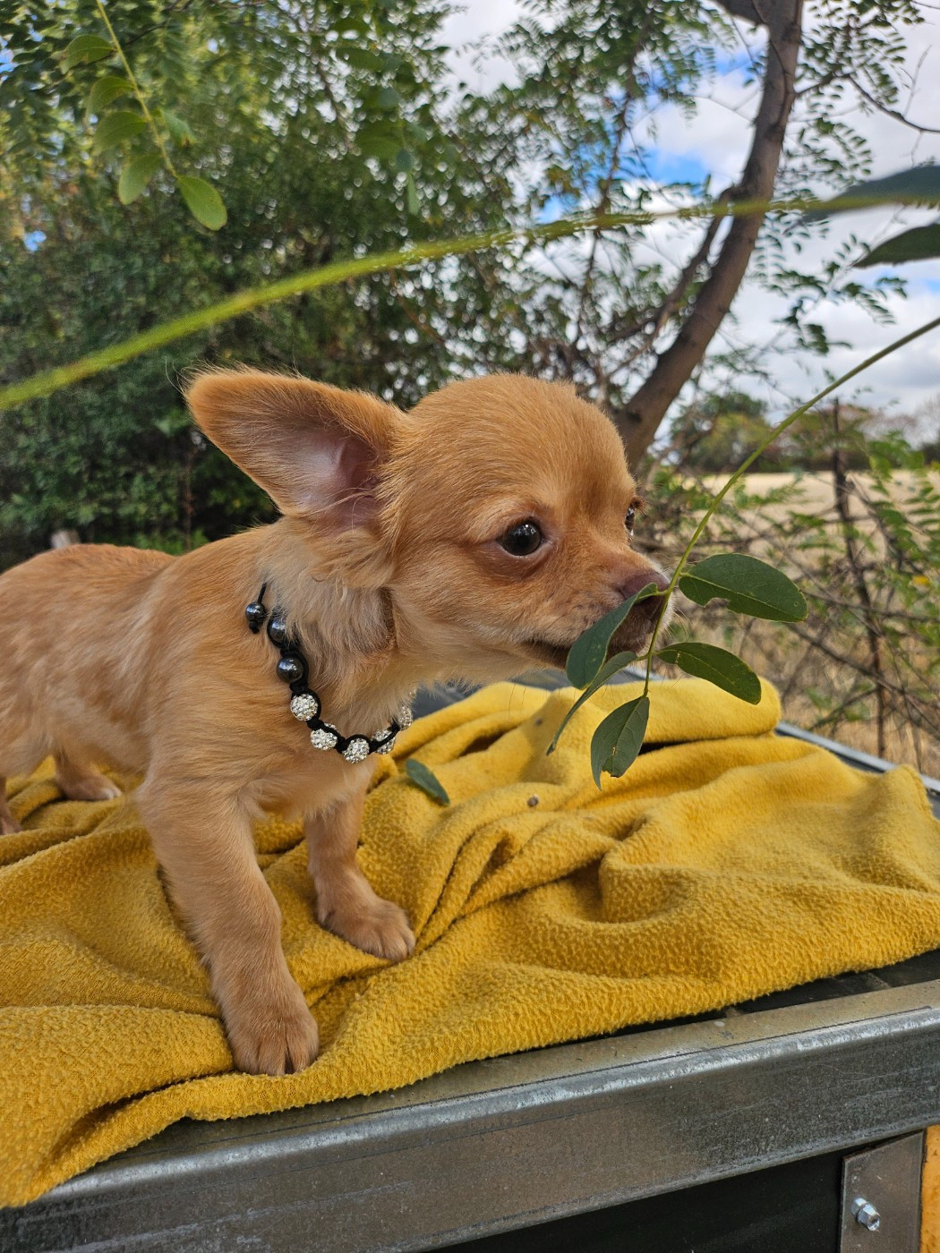 Du Hameau De Selcra - Chiots disponibles - Chihuahua