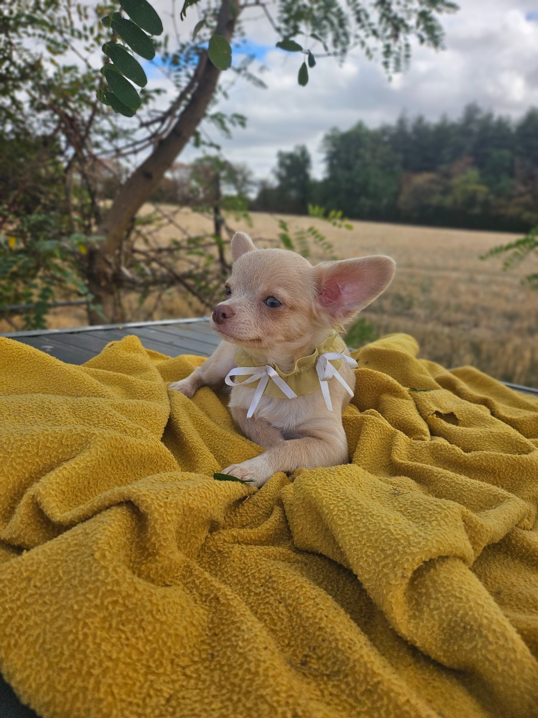 Du Hameau De Selcra - Chiots disponibles - Chihuahua