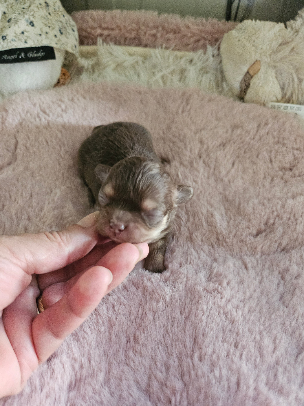 Du Hameau De Selcra - Chiots disponibles - Chihuahua