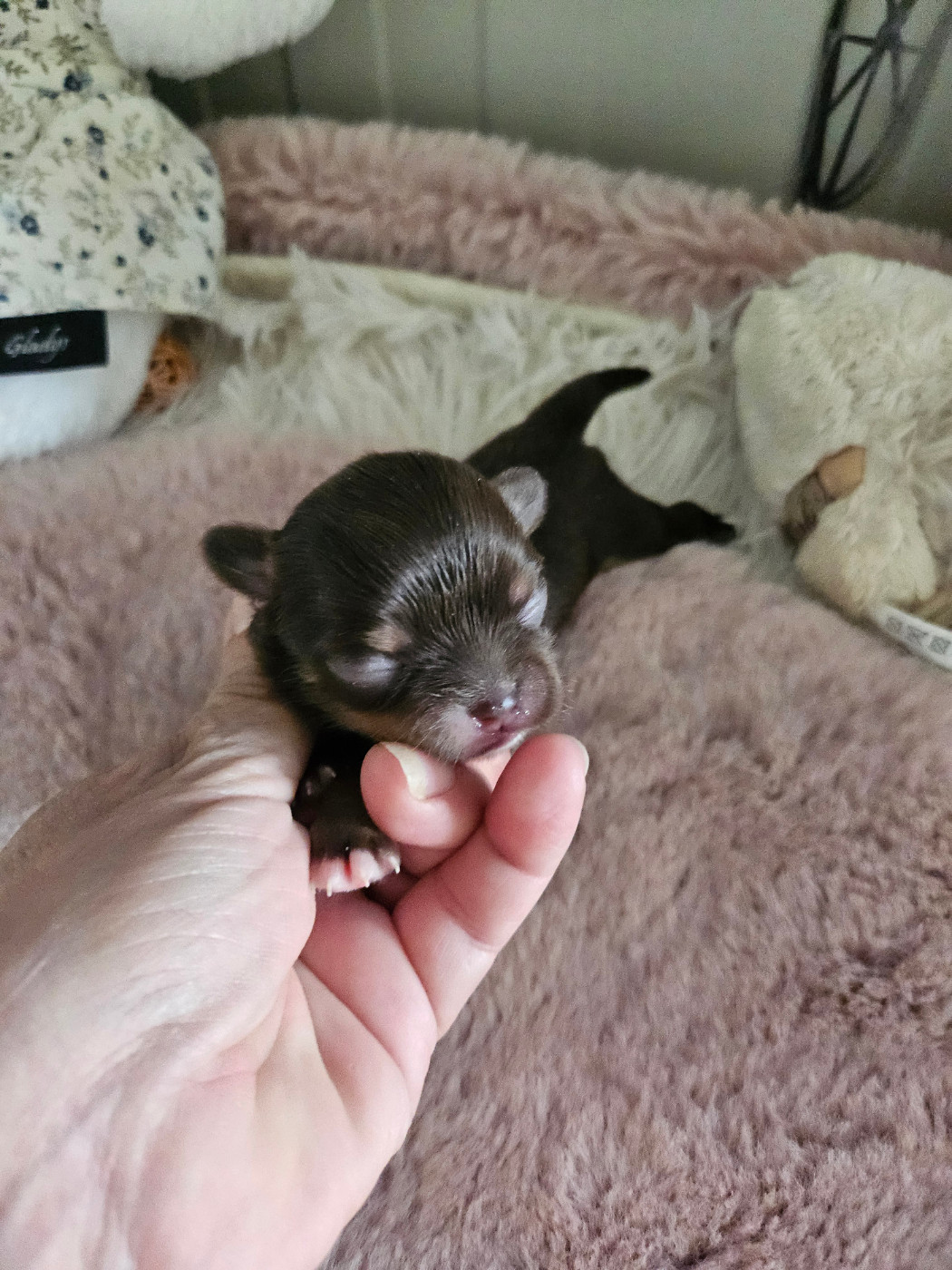 Du Hameau De Selcra - Chiots disponibles - Chihuahua