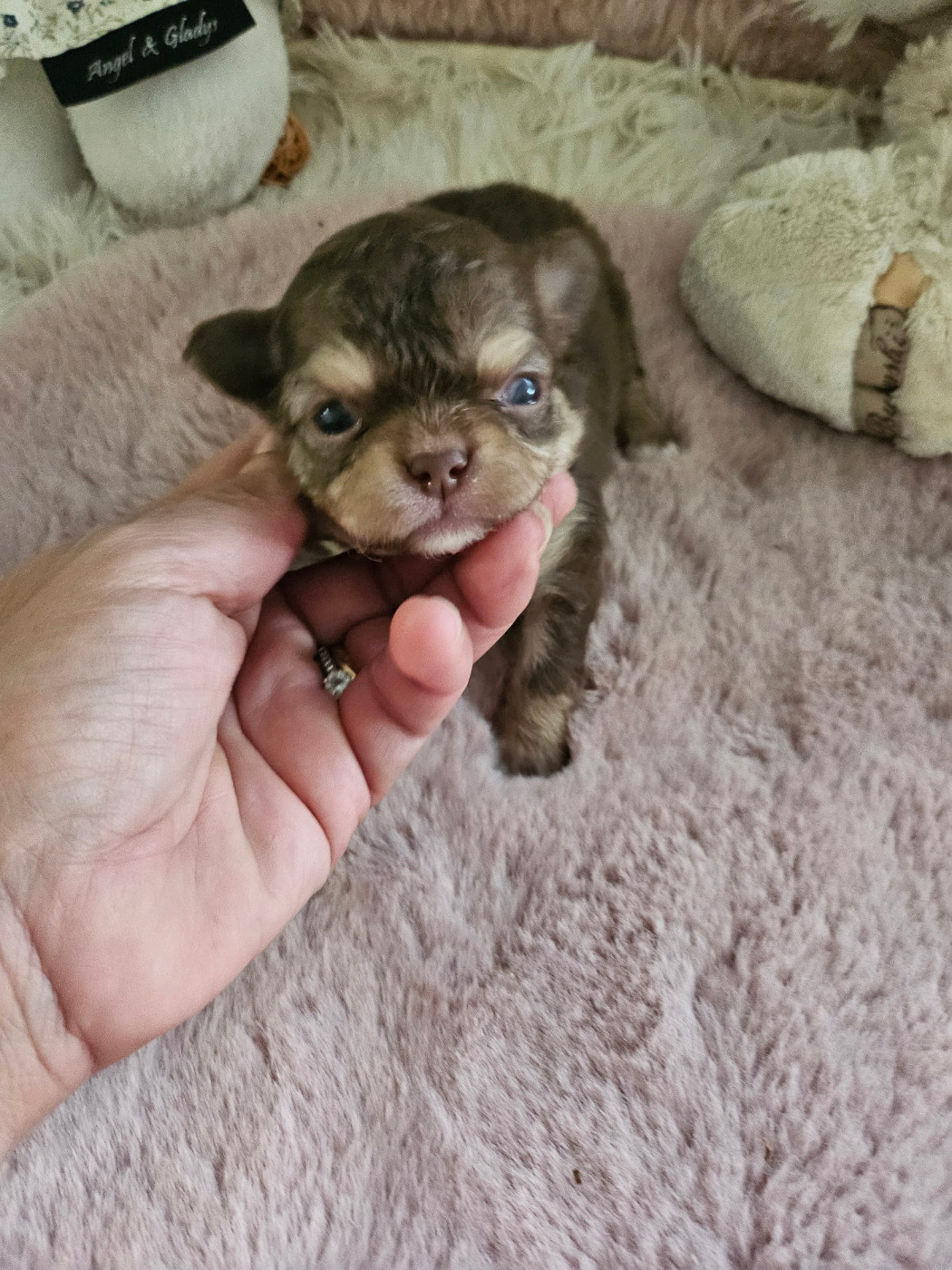 Du Hameau De Selcra - Chiots disponibles - Chihuahua